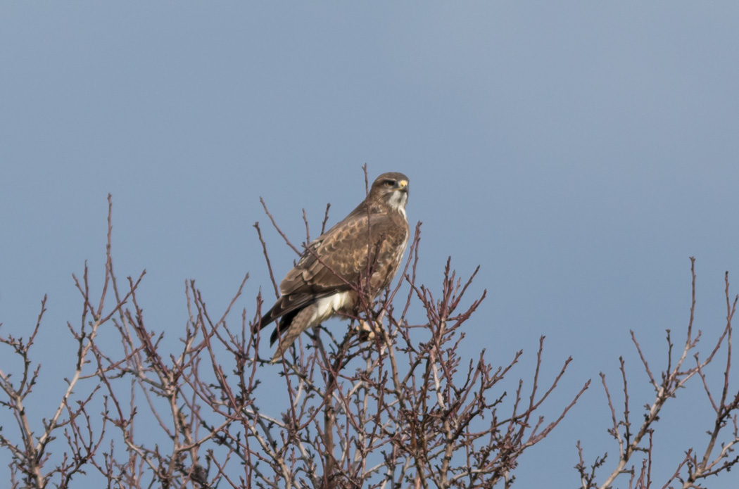 Common Buzzard