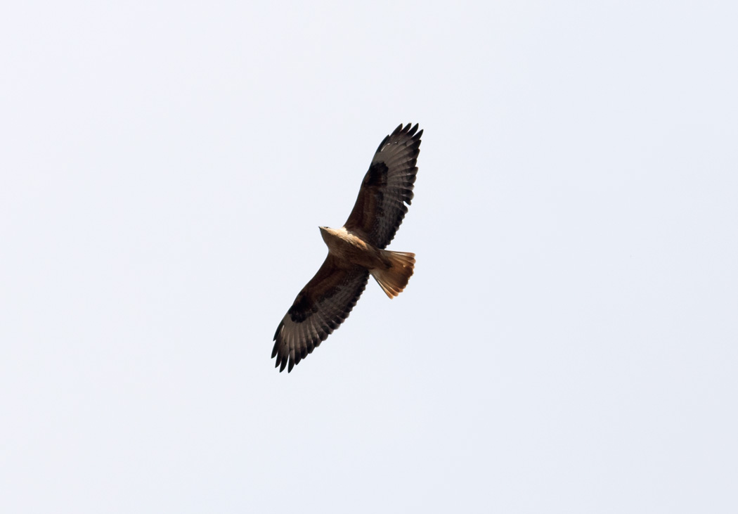 Long-legged Buzzard