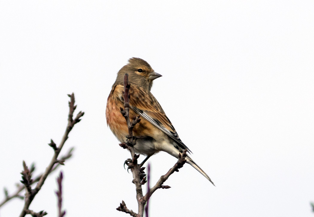 Common Linnet