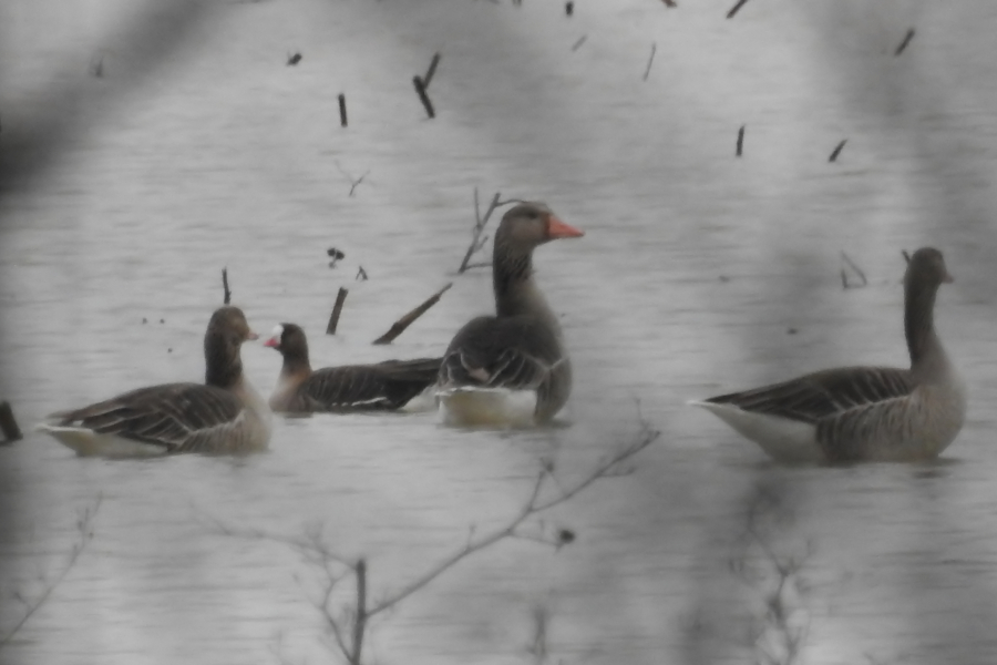 Lesser White-fronted Goose