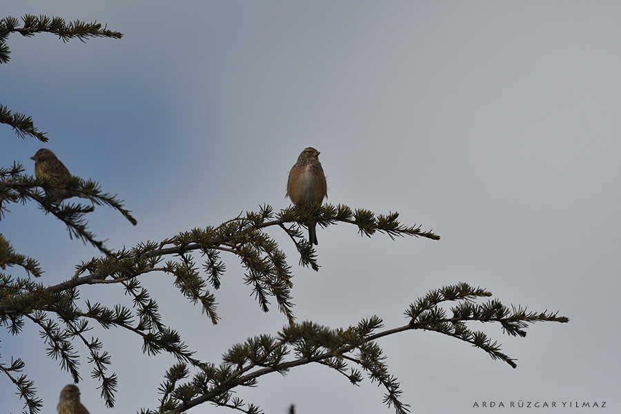 Common Linnet