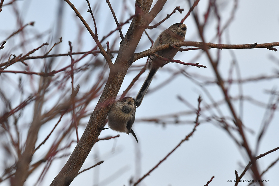 Long-tailed Tit