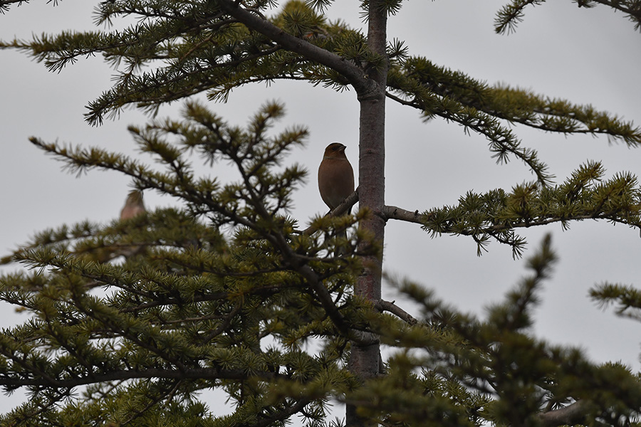 Eurasian Chaffinch