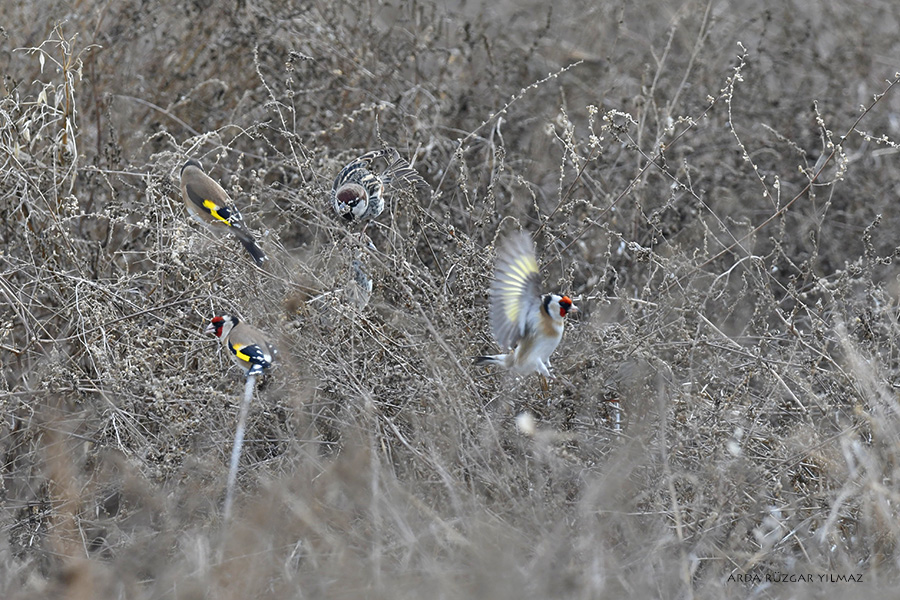European Goldfinch