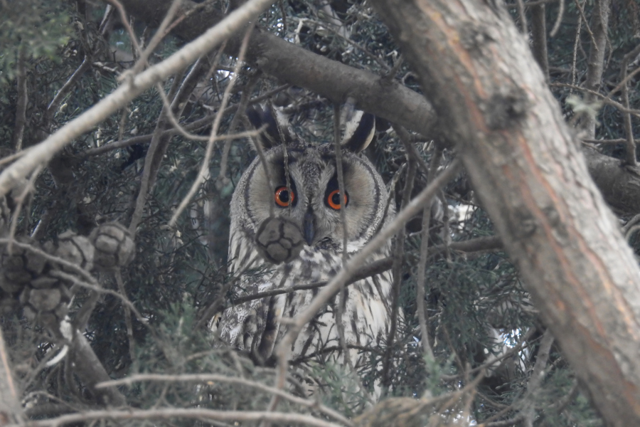 Long-eared Owl