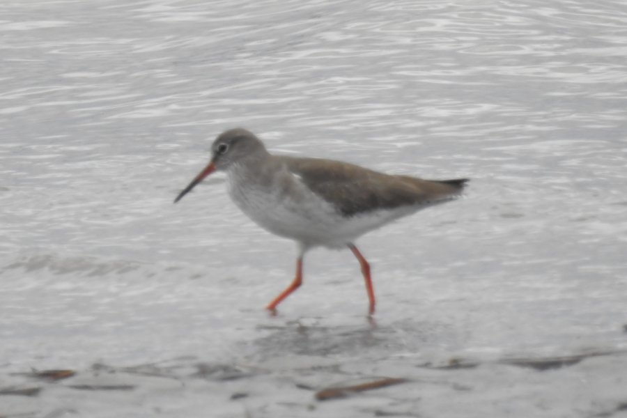Common Redshank