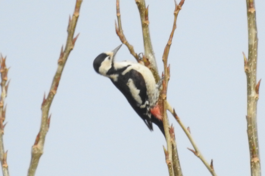 Syrian Woodpecker