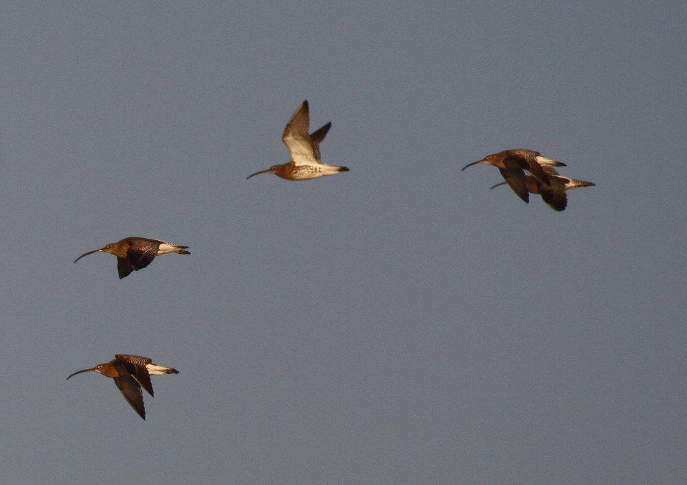 Eurasian Curlew