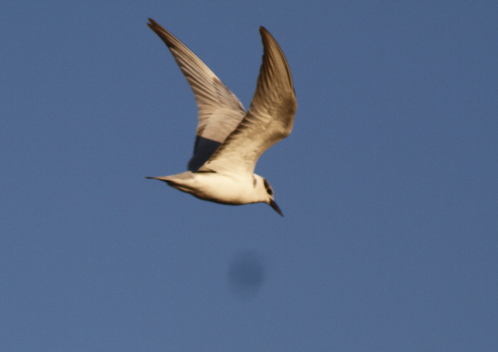 Gull-billed Tern