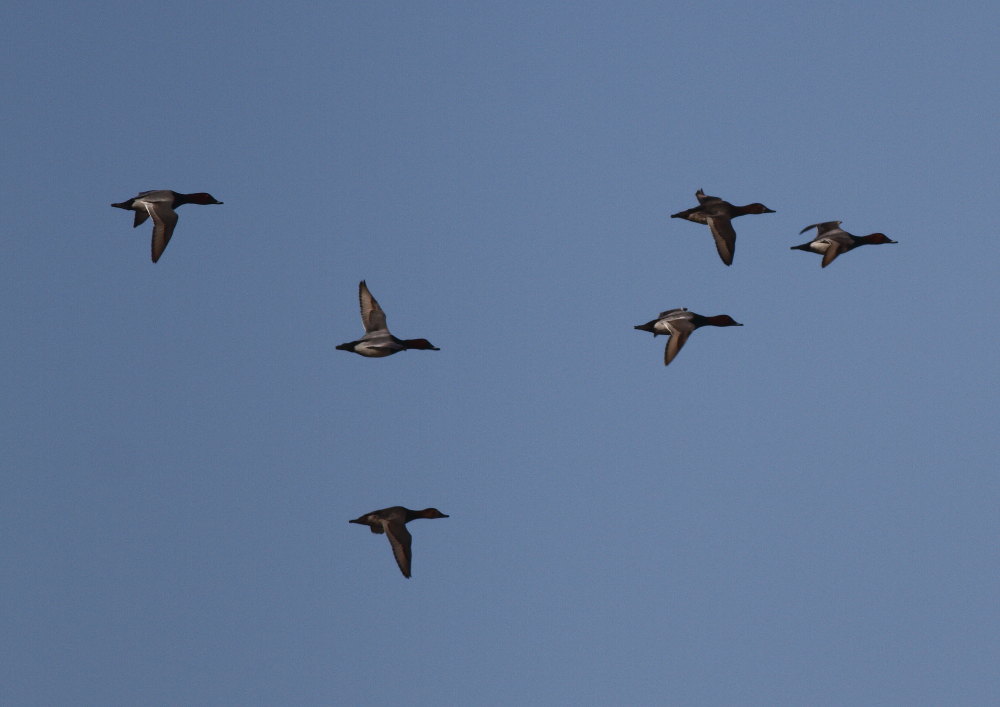 Common Pochard