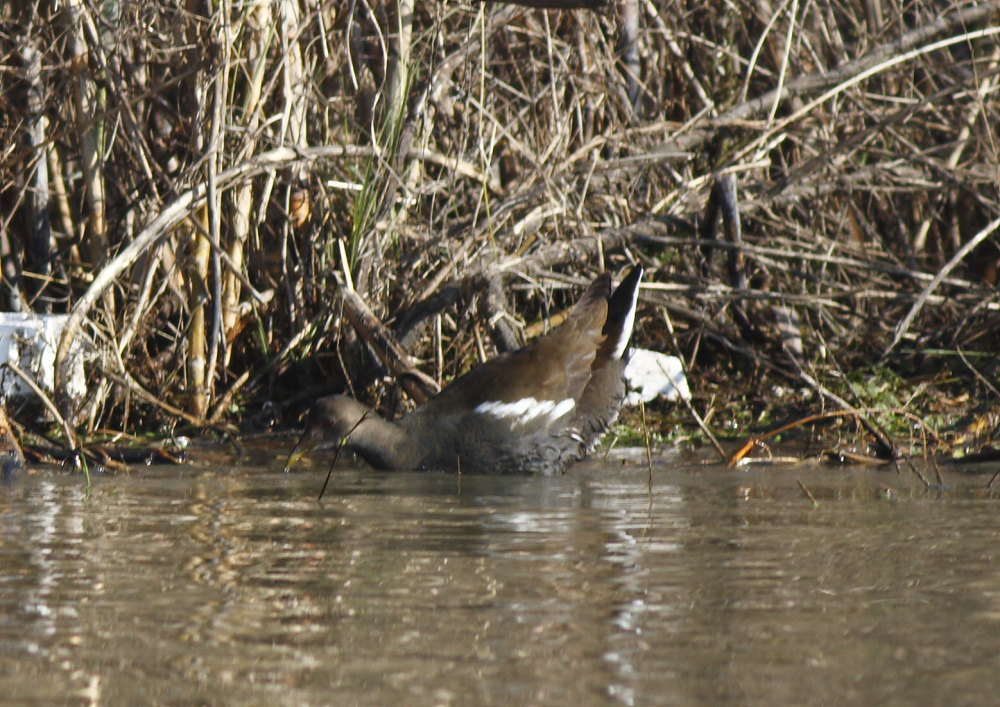 Common Moorhen