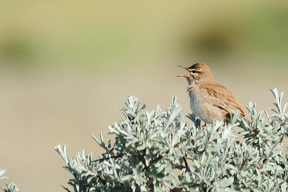 Rufous-tailed Scrub Robin