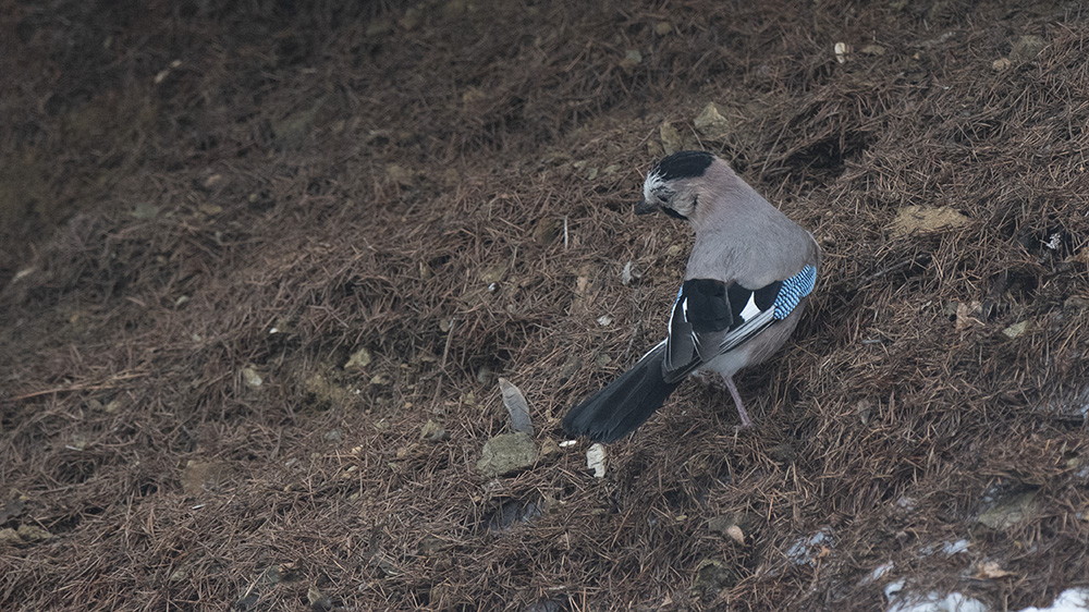 Eurasian Jay