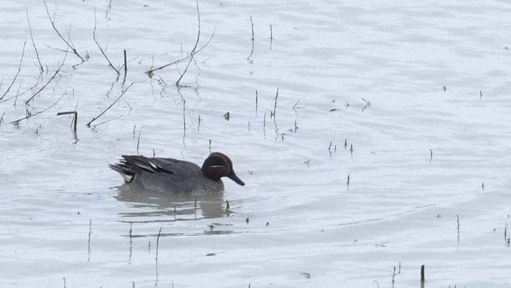 Eurasian Teal