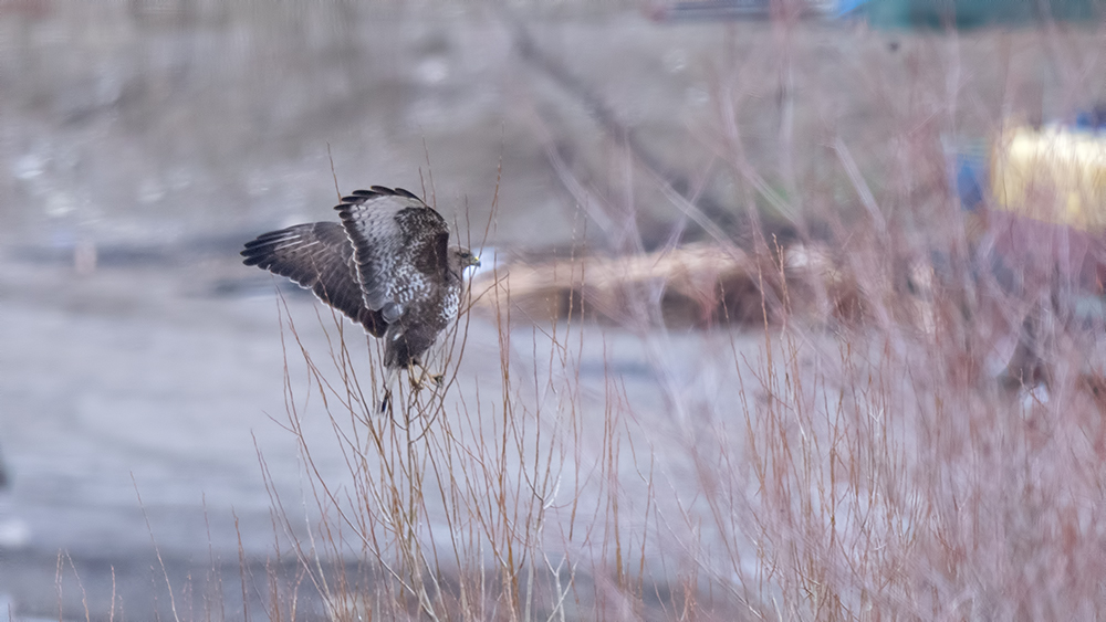 Common Buzzard