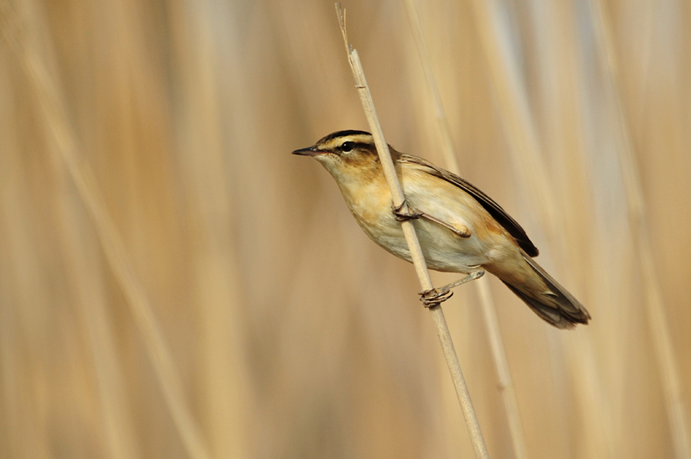 Sedge Warbler