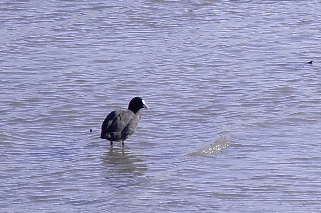 Eurasian Coot
