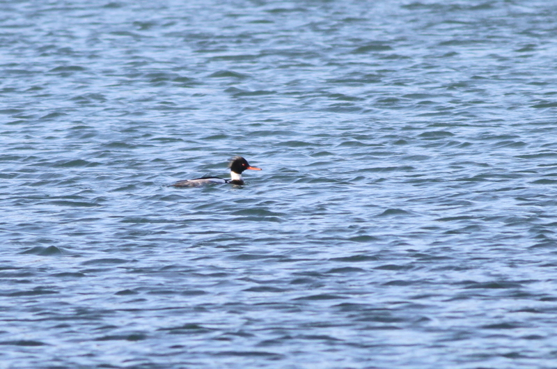 Red-breasted Merganser
