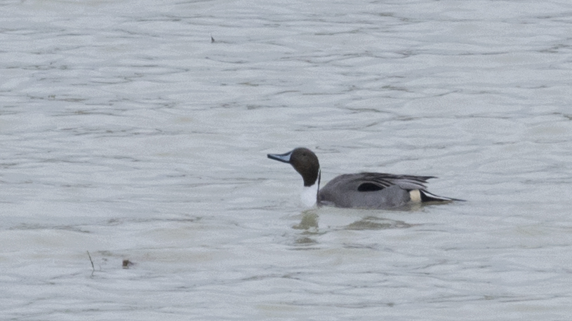 Northern Pintail
