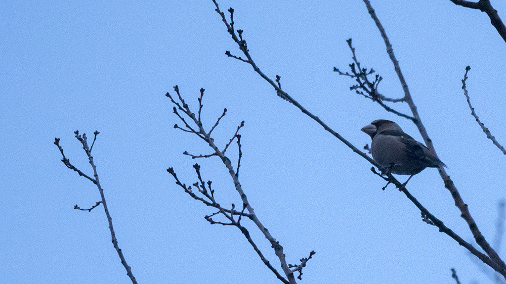 Hawfinch
