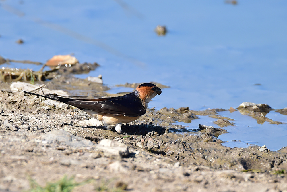 European Red-rumped Swallow