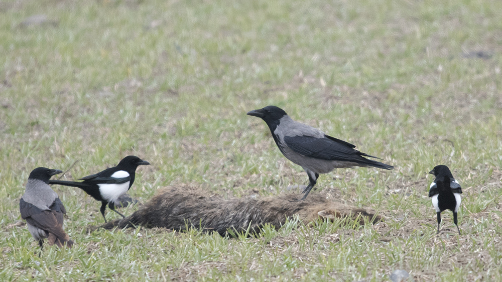Hooded Crow