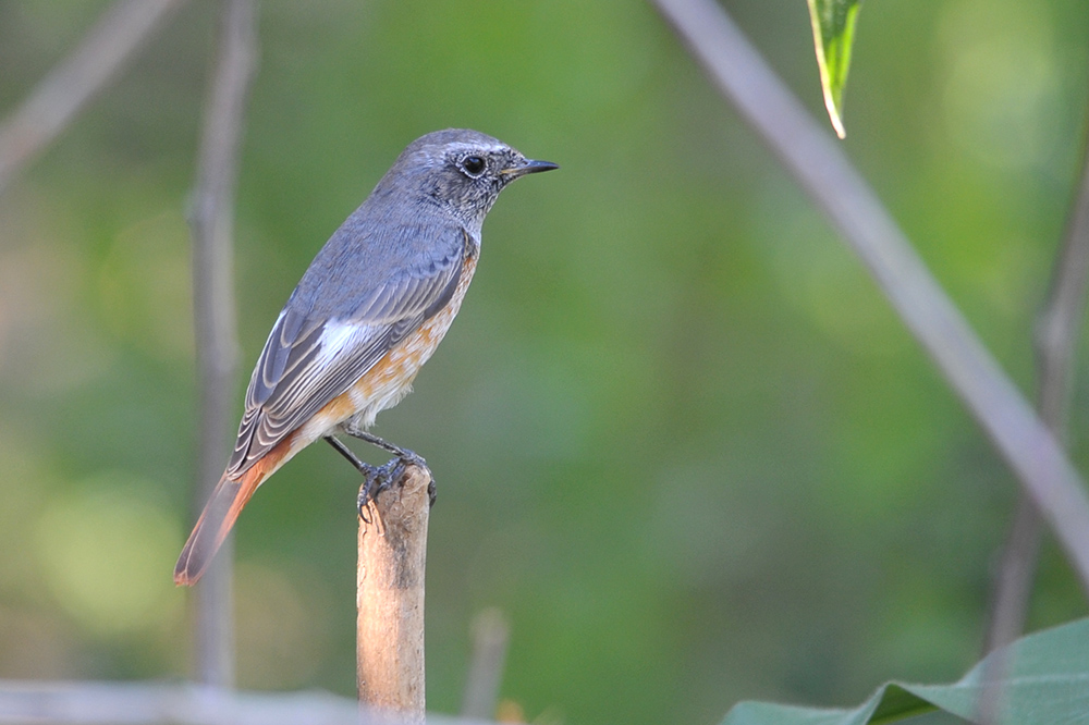 Common Redstart