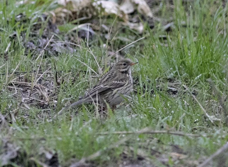 Meadow Pipit
