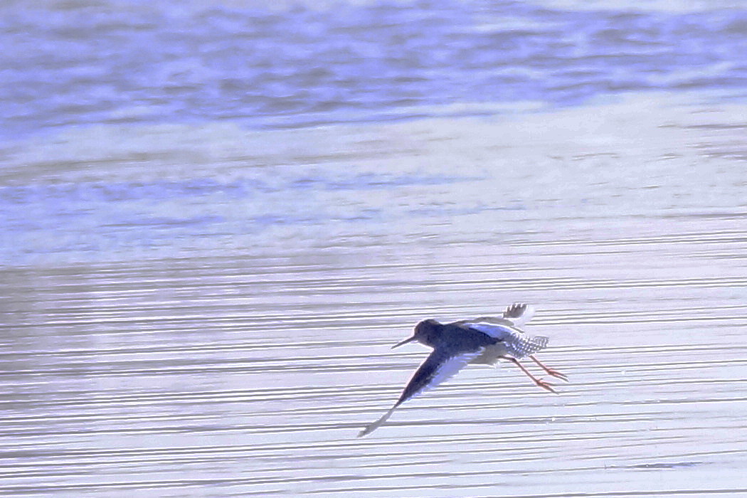 Common Redshank