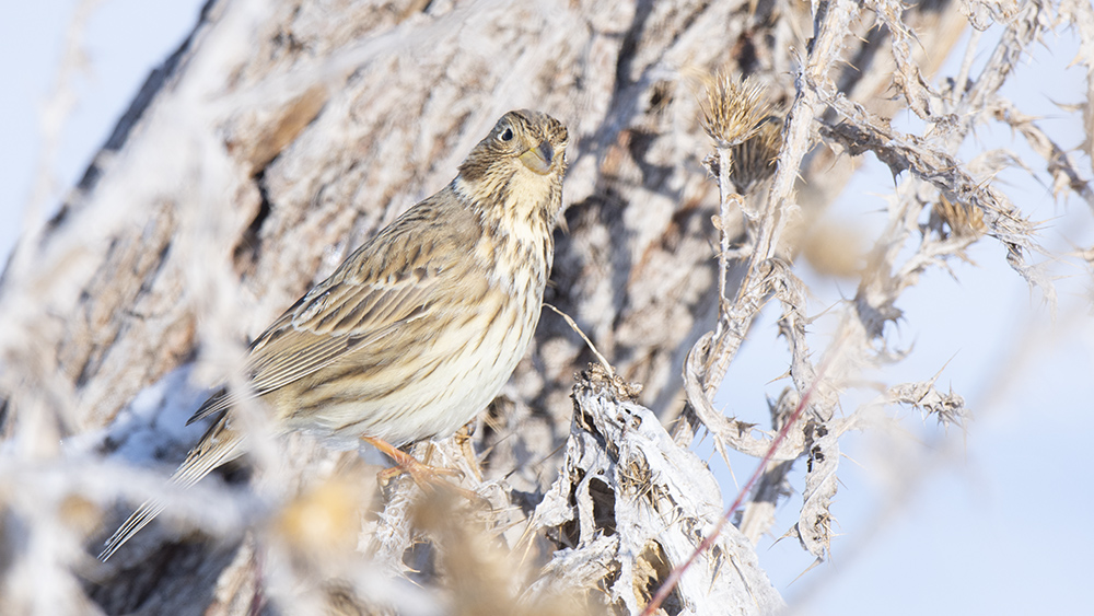 Corn Bunting