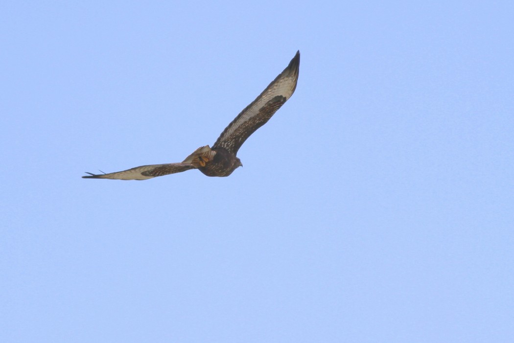 Common Buzzard