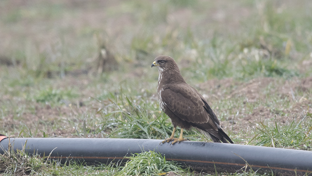 Common Buzzard
