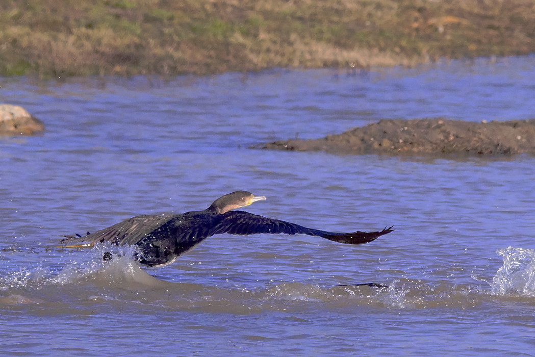 Great Cormorant