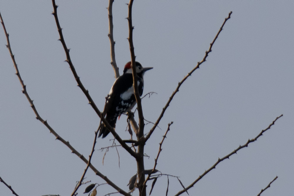 Syrian Woodpecker