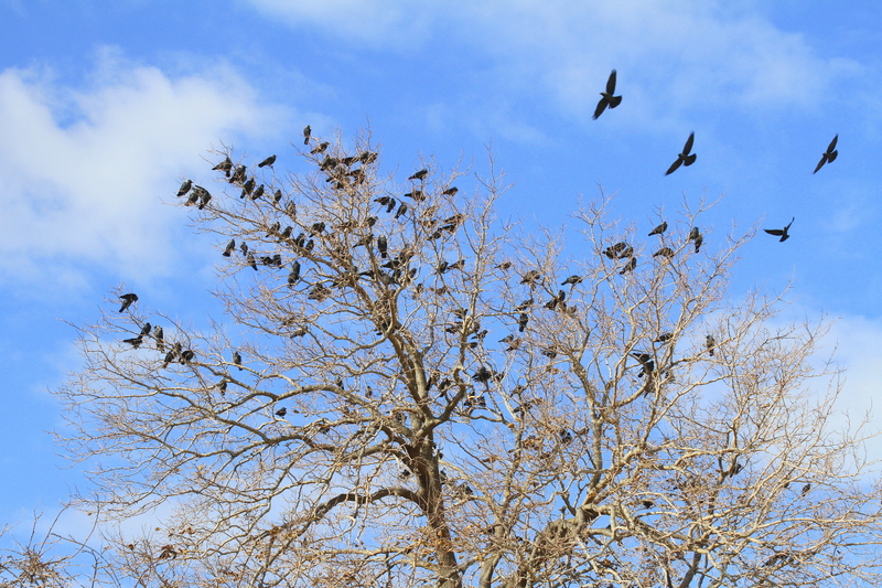 Western Jackdaw