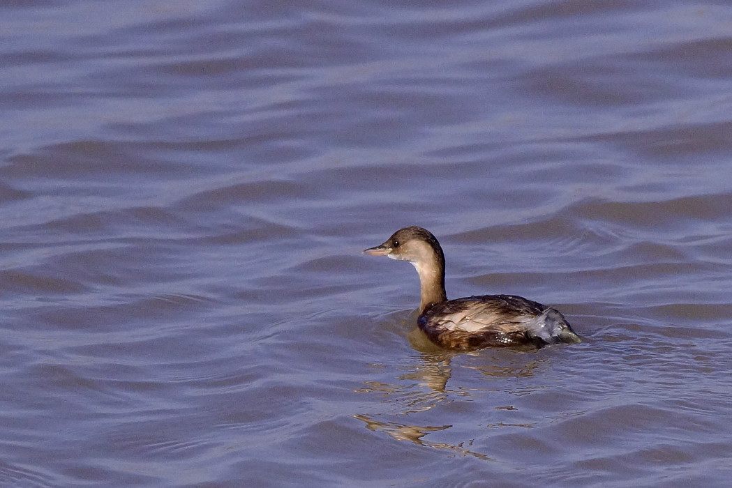 Little Grebe