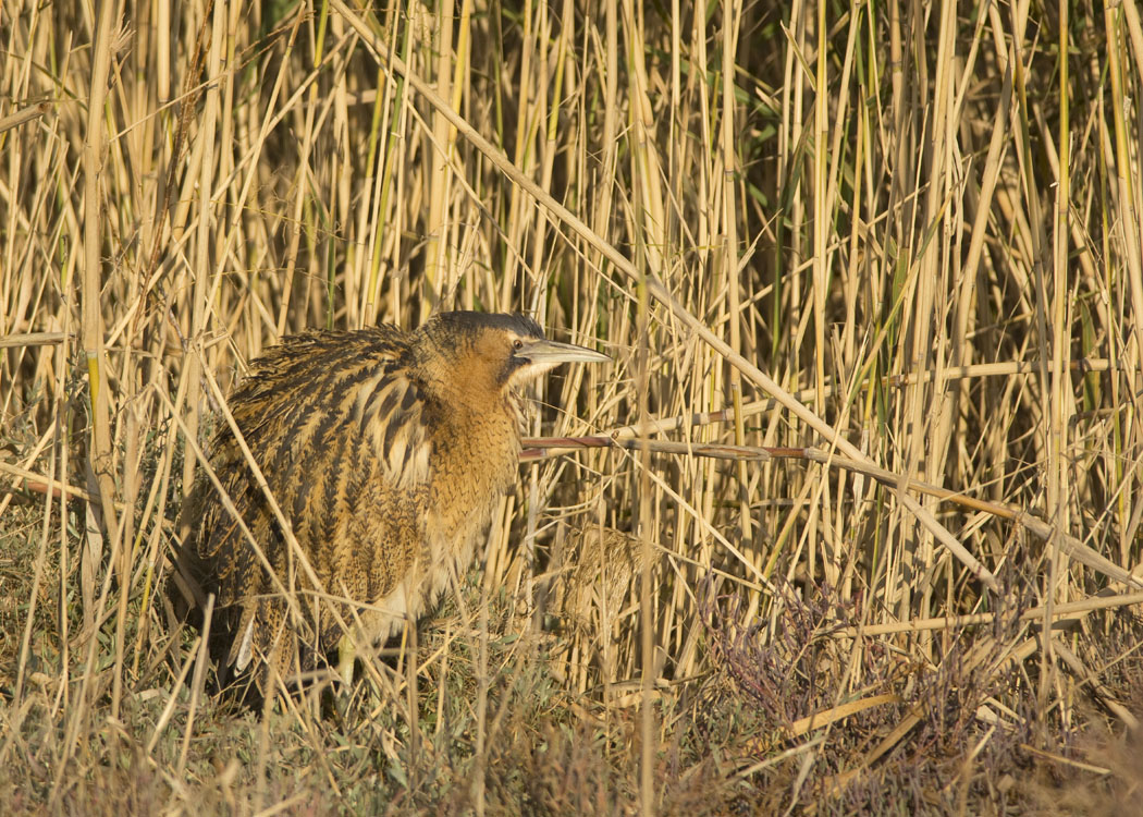 Eurasian Bittern
