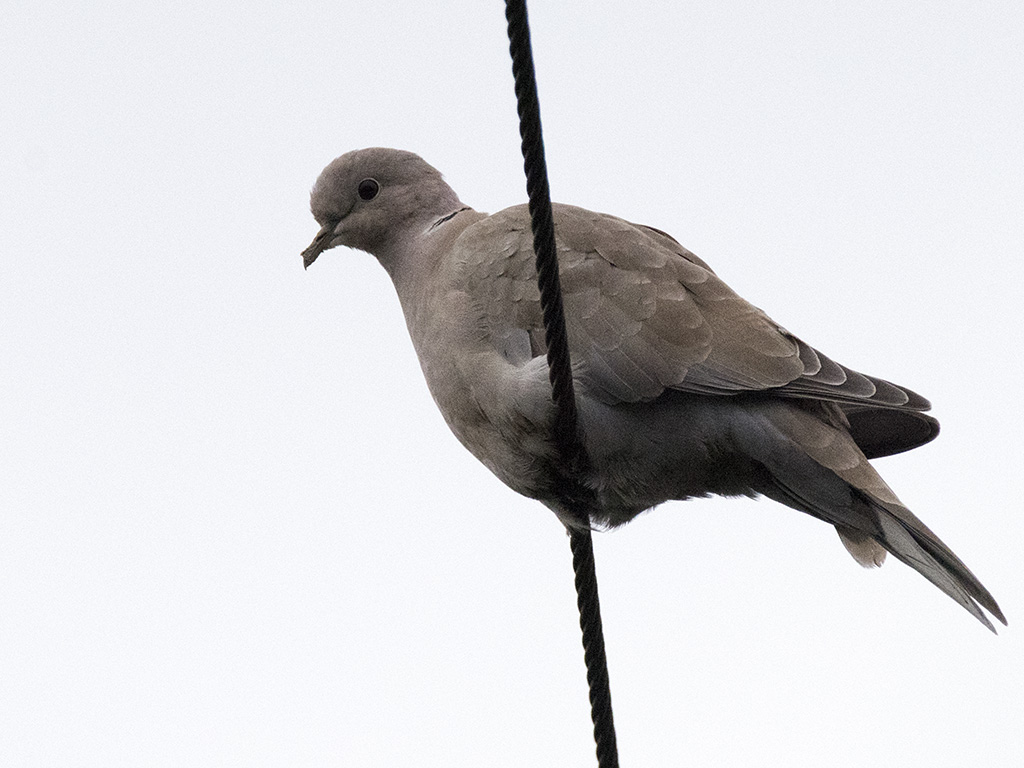 Eurasian Collared Dove