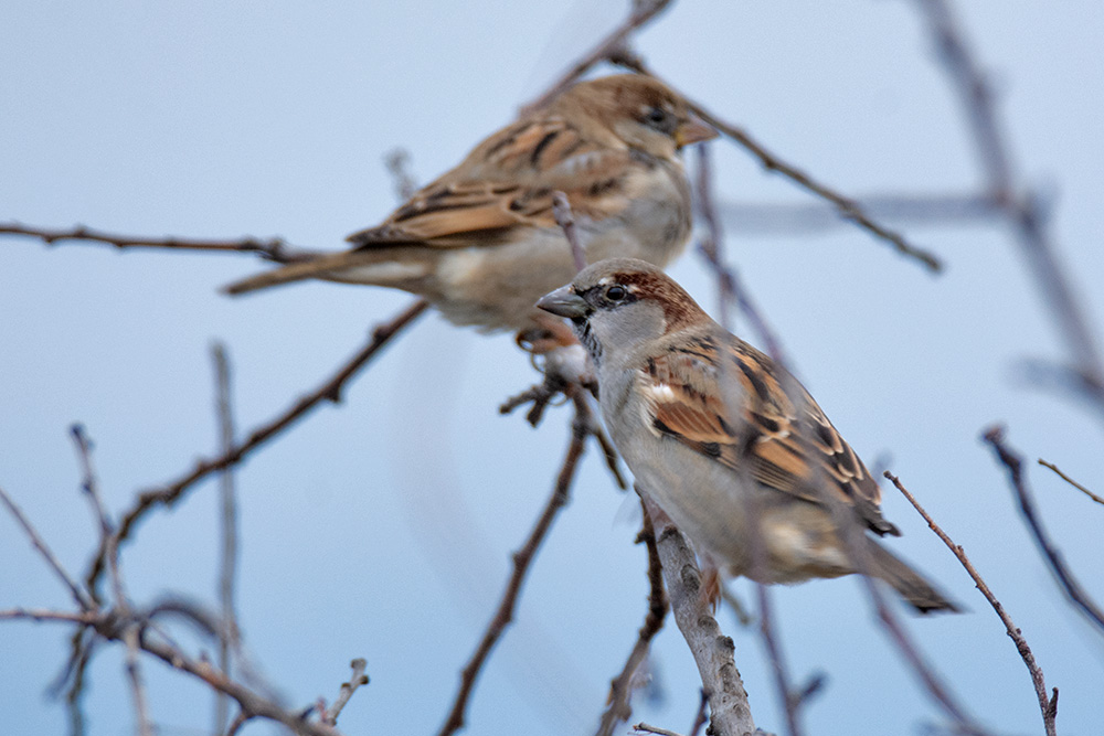 House Sparrow