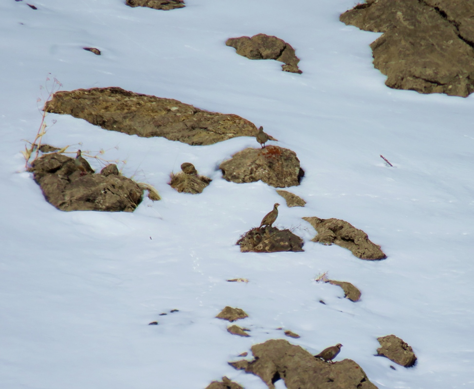 Chukar Partridge