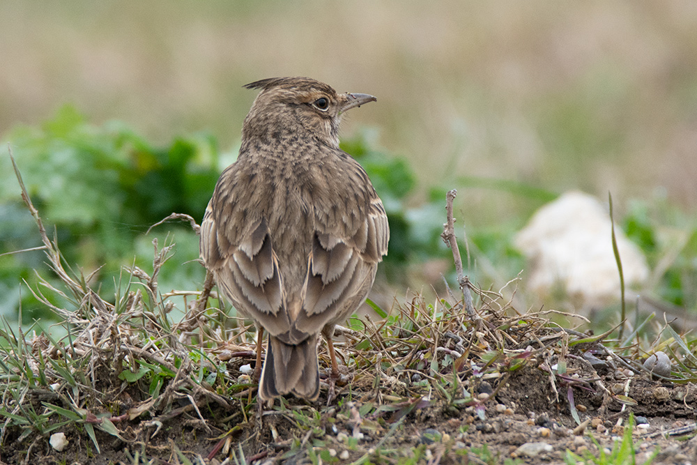 Crested Lark