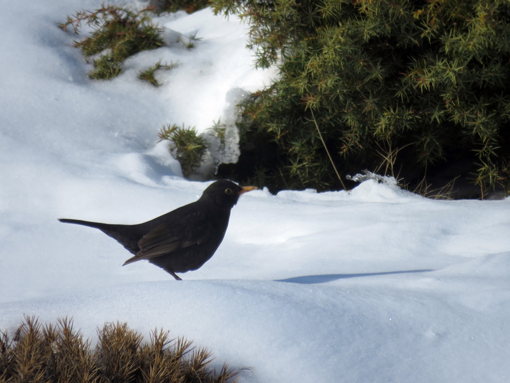 Common Blackbird