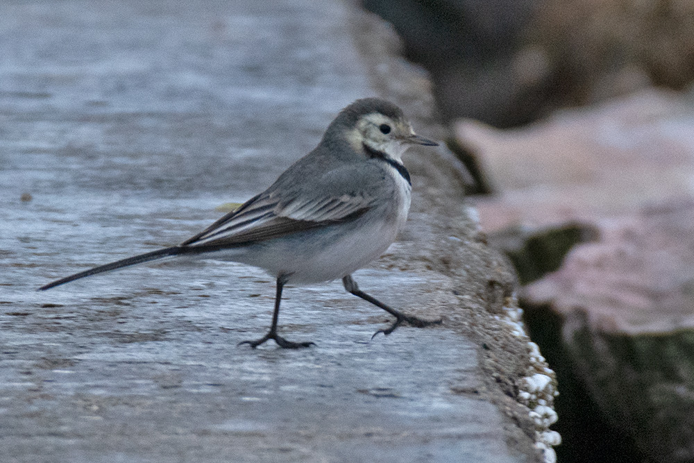 White Wagtail
