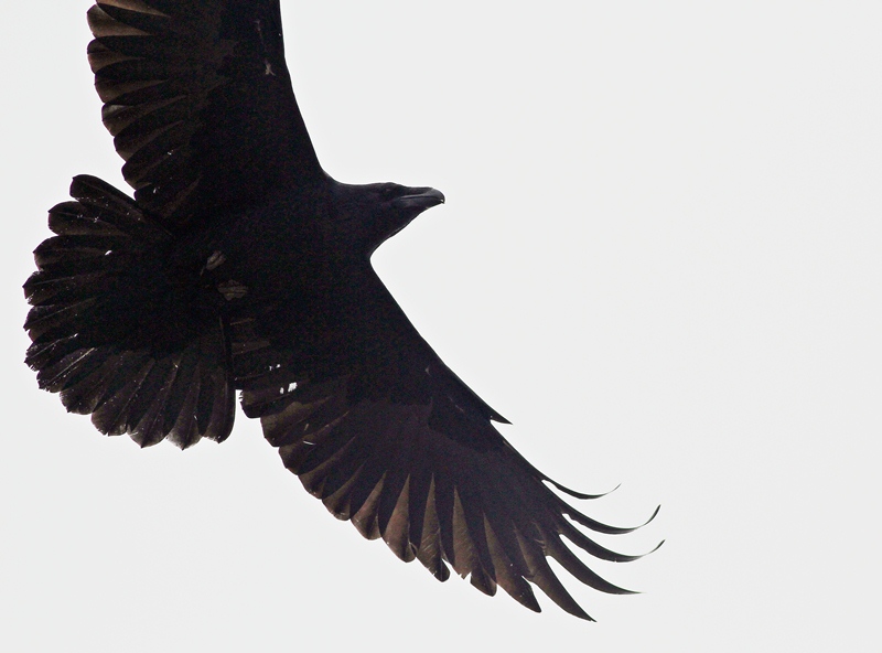 Northern Raven