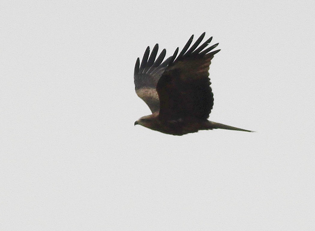 Black Kite