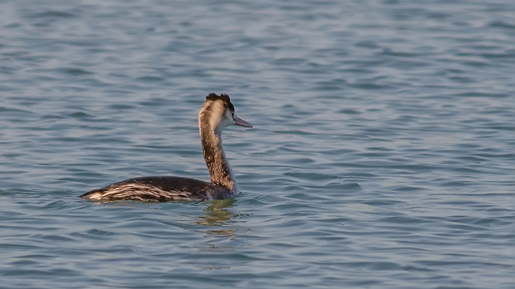 Great Crested Grebe