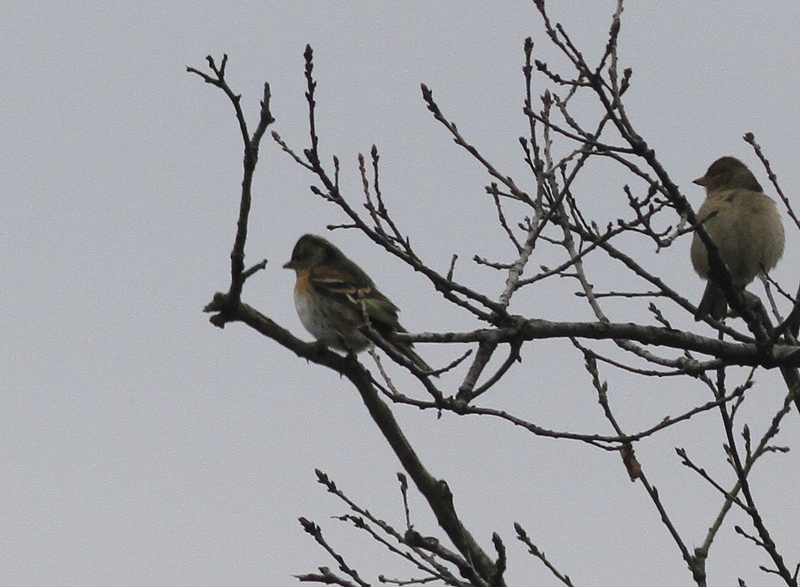 Brambling