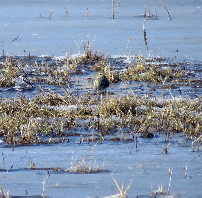 Water Pipit