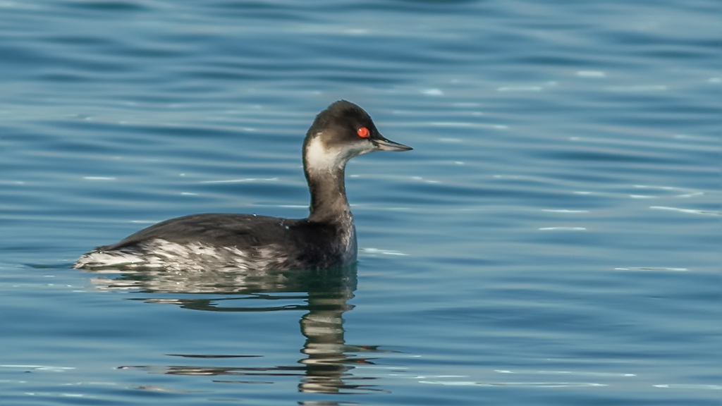 Black-necked Grebe