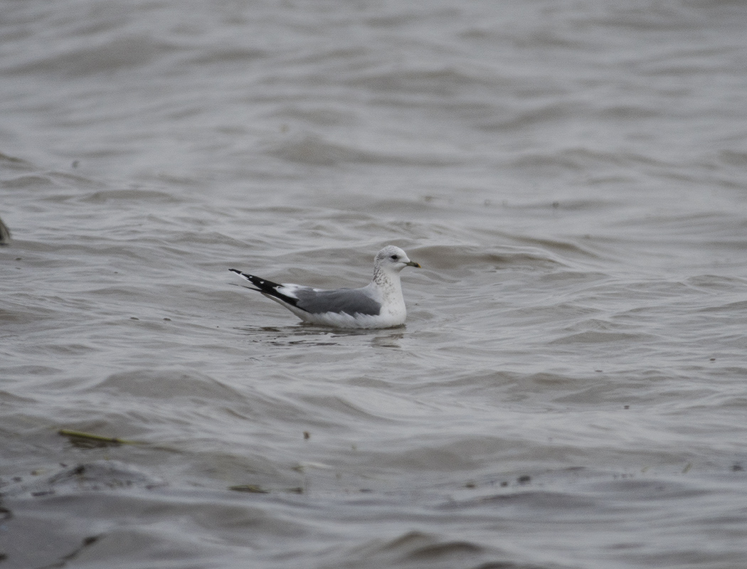Common Gull